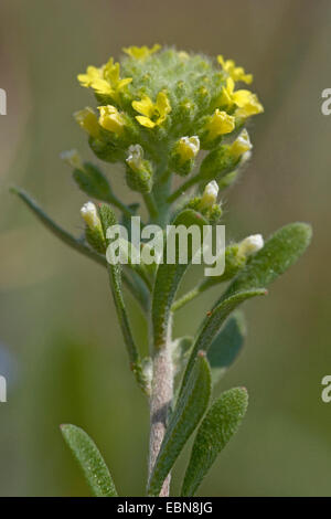 kleinen Alison gelb Alyssum, blasse Alyssum (Alyssum Alyssoides), blühen, Deutschland Stockfoto