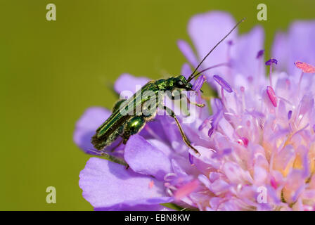 Dicken Beinen Blume Käfer (Oedemera Nobilis), auf Witwenblume Blüte, Deutschland Stockfoto