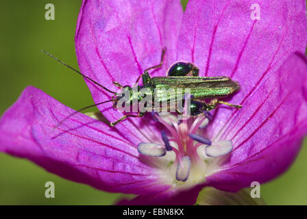 Dicken Beinen Blume Käfer (Oedemera Nobilis), auf einer Blume, Deutschland, Hessen Stockfoto