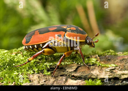 Rose Chafer, Sun Käfer (Pachnoda Trimaculata), Seitenansicht Stockfoto