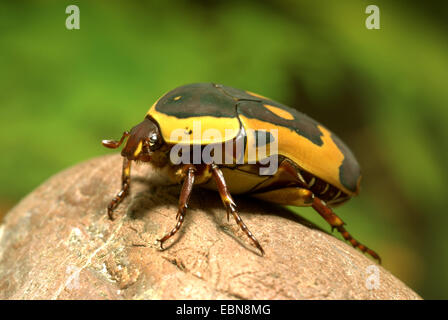 Rose Chafer, Sun Käfer, Pachnoda (Pachnoda Trimaculata), Seitenansicht Stockfoto