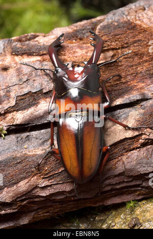 Hirschkäfer (Prosopocoilus Mirabilis), Männlich, close-up view Stockfoto