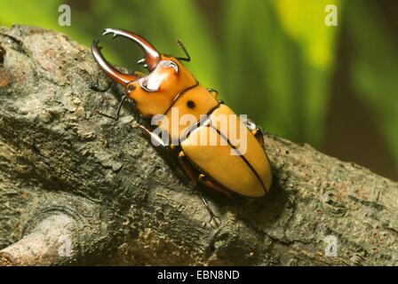 ATAG Käfer (Prosopocoilus Occipitalis), Männlich, hoher Winkel Ansicht Stockfoto