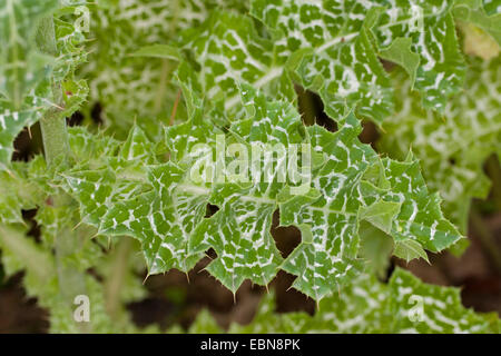 Selige Milkthistle, Lady es Distel, Mariendistel (Silybum Marianum), Blätter Stockfoto