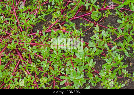 Gemeinsamen Portulak, Verdolaga, Fuchsschwanz, wenig Bärenklau, Pursley, Moosrose (Portulaca Oleracea Subspecies Sativa), Deutschland Stockfoto