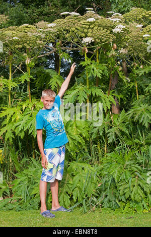 Riesenbärenklau (Heracleum Mantegazzianum), blühende Pflanzen mit jungen als Größe Vergleich, Deutschland Stockfoto