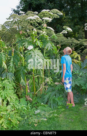 Riesenbärenklau (Heracleum Mantegazzianum), blühende Pflanzen mit jungen als Größe Vergleich, Deutschland Stockfoto