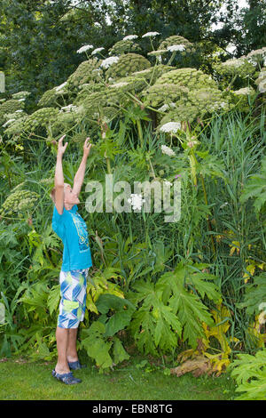 Riesenbärenklau (Heracleum Mantegazzianum), blühende Pflanzen mit jungen als Größe Vergleich, Deutschland Stockfoto