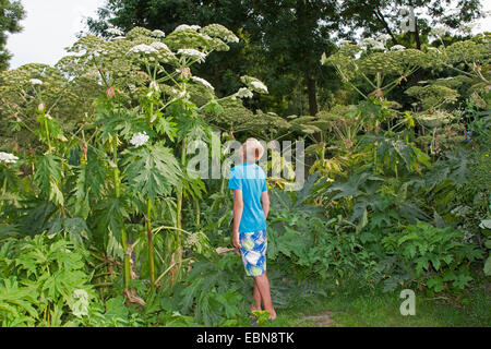 Riesenbärenklau (Heracleum Mantegazzianum), blühende Pflanzen mit jungen als Größe Vergleich, Deutschland Stockfoto