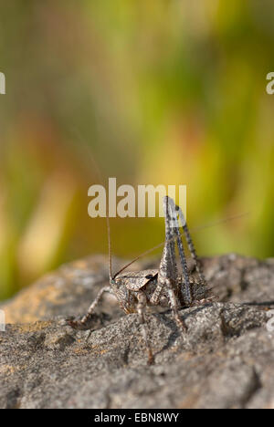 Heuschrecke (Thyreonotus Corsicus), sitzt auf einem Stein, Portugal Stockfoto