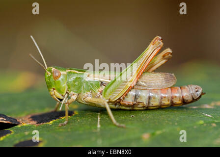 Streifen-geflügelte Heuschrecke gefüttert Grashüpfer (Stenobothrus Lineatus), sitzen auf Blatt, Deutschland Stockfoto