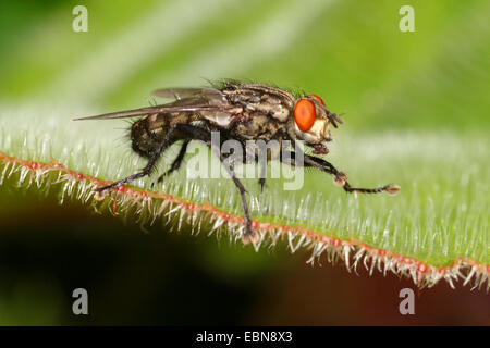 Fleisch-Fly (Sarcophaga spec.), sitzt auf einem Blatt Stockfoto