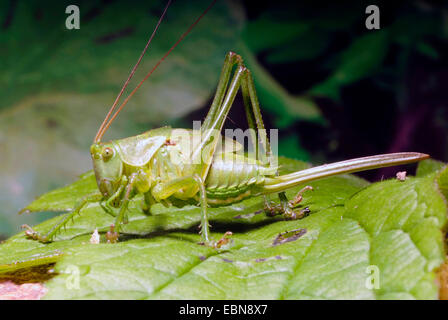 große grüne Bushcricket (Tettigonia Viridissima), sitzt auf einem Blatt, Deutschland Stockfoto