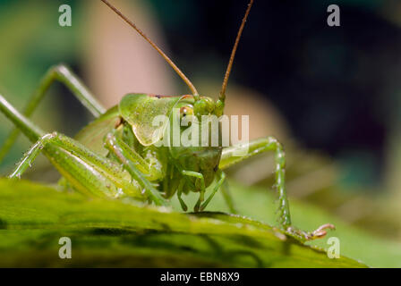 große grüne Bushcricket (Tettigonia Viridissima), sitzt auf einem Blatt, Deutschland Stockfoto