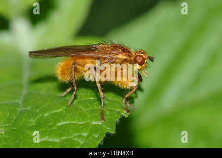 Gelber Kot Fliege (Scathophaga Stercoraria), sitzt auf einem Blatt, Deutschland Stockfoto