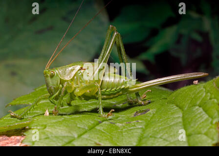 große grüne Bushcricket (Tettigonia Viridissima), sitzt auf einem Blatt, Deutschland Stockfoto