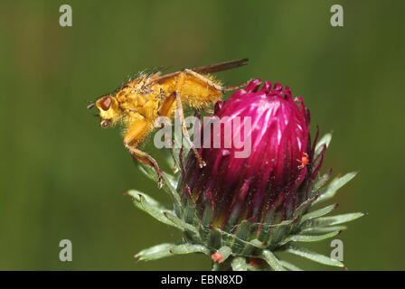 Gelber Kot Fliege (Scathophaga Stercoraria), sitzen auf einer Blüte, Deutschland Stockfoto