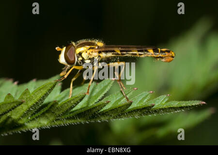 Hoverfly (Sphaerophoria Scripta), sitzt auf einem Blatt, Deutschland Stockfoto