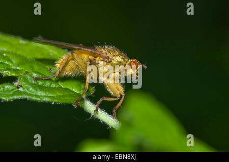 Gelber Kot Fliege (Scathophaga Stercoraria), sitzt auf einem Blatt, Deutschland Stockfoto