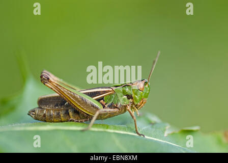 Streifen-geflügelte Heuschrecke gefüttert Grashüpfer (Stenobothrus Lineatus), sitzen auf Blatt, Deutschland Stockfoto