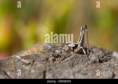 Heuschrecke (Thyreonotus Corsicus), sitzt auf einem Stein, Portugal Stockfoto