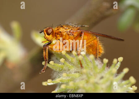 Gelber Kot Fliege (Scathophaga Stercoraria), sitzen auf einer Blüte, Deutschland Stockfoto