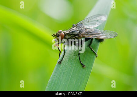 Fleisch-Fly (Sarcophaga spec.), sitzt auf einem Grashalm Stockfoto