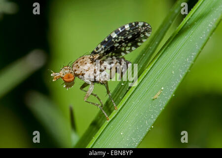 Horn-Fly (Trypetoptera Punctulata), sitzt auf einem Blatt, Deutschland Stockfoto