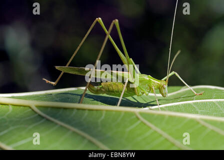 Lily Bush-Cricket (Tylopsis Lilifolia), sitzt auf einem Blatt, Frankreich, Corsica Stockfoto