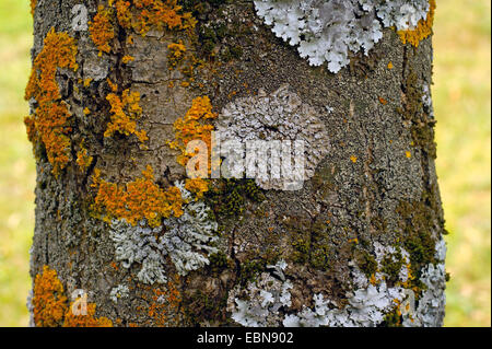 verschiedene Flechten auf einem Baumstamm, Schweiz, Wallis, Oberwallis Stockfoto