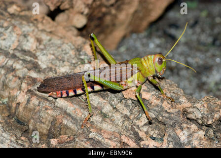 Riesige Heuschrecke (Tropidacris Collaris), auf Rinde Stockfoto