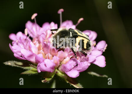 Biene Chafer, Biene Käfer (Trichius Fasciatus), auf einer Blume, Italien Stockfoto