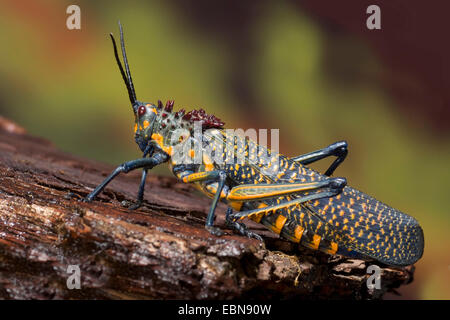 Heuschrecke (Phymateus Saxosus), auf einem Ast Stockfoto