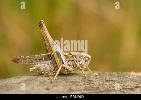 Westlichen Bushcricket, graue Bush Cricket, Grey Bush-Cricket (Platycleis Albopunctata, Platycleis Verbreitungsgebiet), Männchen auf einem Stein Stockfoto