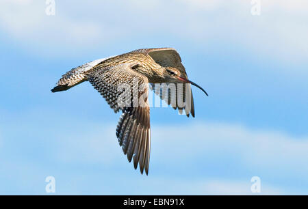 westlichen Brachvogel (Numenius Arquata), im Flug, Großbritannien, Schottland, Isle of Mull Stockfoto