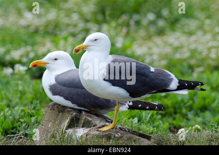 weniger schwarz-unterstützte Möve (Larus Fuscus), zwei kleinere Black-backed Möwen auf einem Stein, Farne Islands, Northumberland, England, Vereinigtes Königreich Stockfoto