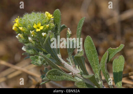 kleinen Alison gelb Alyssum, blasse Alyssum (Alyssum Alyssoides), blühen, Deutschland Stockfoto