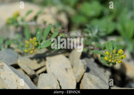 Alpine Alison Alpine Alyssum (Alyssum Alpestre), im Keim zu ersticken, Schweiz, Schynige Platte Stockfoto