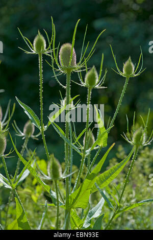 Fullers Karde, gemeinsame Karde, gemeinsame Teazle (Dipsacus Fullonum, Dipsacus Sylvestris), wilde Karde, Blütenstände bei Gegenlicht, Deutschland Stockfoto