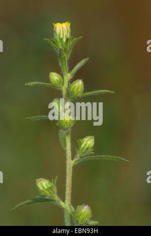 Kampfer Inula, Kap Khakiweed, Stinkweed, Stinkwort (Inula Graveolens, Dittrichia Graveolens), Blütenstand, Deutschland Stockfoto