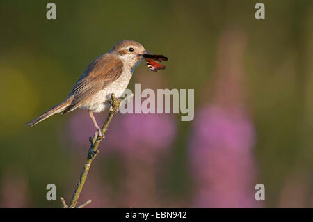 Neuntöter (Lanius Collurio), weibliche Fütterung auf ein Pfau, Deutschland, Nordrhein-Westfalen Stockfoto