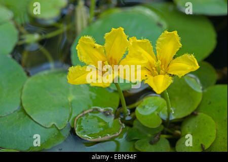 Gelbe schwebenden Herzen, Fransen Seerose (Nymphoides Peltata), Blume, Deutschland Stockfoto