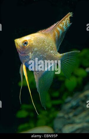 Süßwasser Kaiserfisch, Longfin skalaren, schwarze Kaiserfisch, Scalare (Pterophyllum Scalare), Rasse-rot-Gold-Diamant Stockfoto