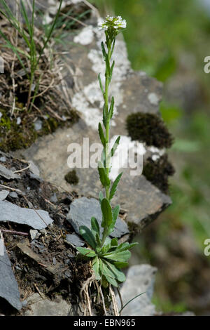 Behaarte Rock-Kresse (Arabis Hirsuta), blühen in einer Felswand, Deutschland Stockfoto