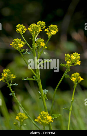 Winter-Kresse, gemeinsame Winterkresse, Garten gelbe Rakete (Barbarea Vulgaris), Blütenstand, Schweiz Stockfoto