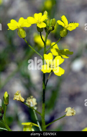 Crested Bunias, Flügel-fruited Kohl, Crested Wartycabbage (Bunias Erucago), Blütenstand Stockfoto
