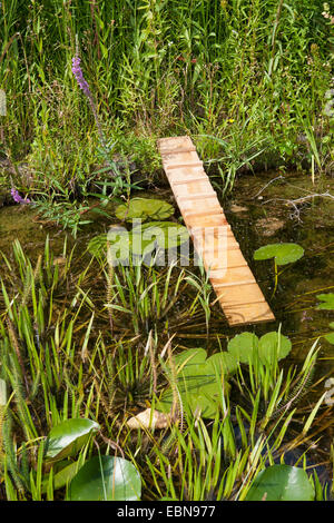 Gartenteich mit Igel, Möglichkeit der Rettung im Teich für Igel und andere Tiere Klettern ist gefallen im Wasser, Deutschland Stockfoto