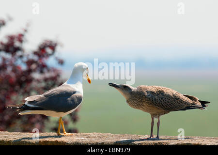 weniger schwarz-unterstützte Möve (Larus Fuscus), Erwachsene mit Küken, Deutschland Stockfoto