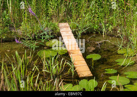 Gartenteich mit Igel, Möglichkeit der Rettung im Teich für Igel und andere Tiere Klettern ist gefallen im Wasser, Deutschland Stockfoto