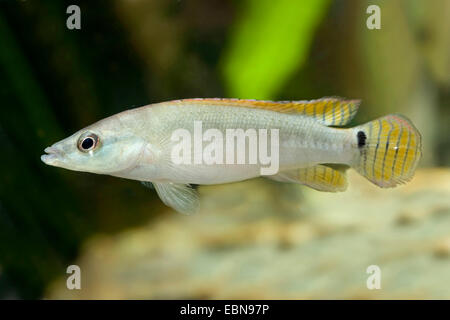 Zwerg grün Hecht (Crenicichla Compressiceps), Weiblich Stockfoto